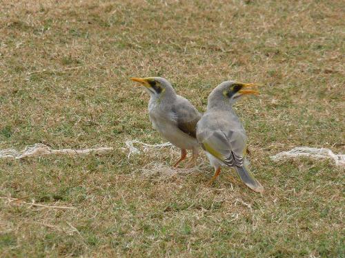 Yellow-throatet Miner